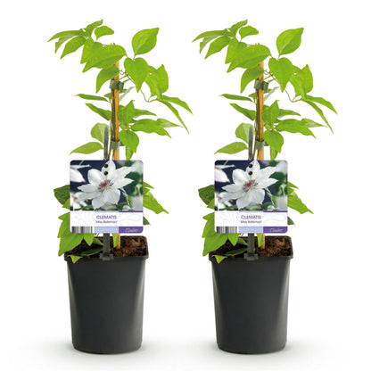 Clematis 'Miss Bateman' - Clematis - 2 planten - Pot 11cm - Hoogte 40cm