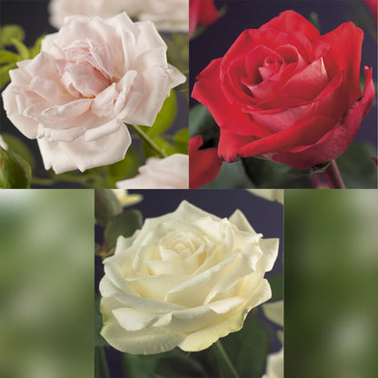 Klimrozenmix 'Tricolour' - Bloemen;  roze, wit & rood