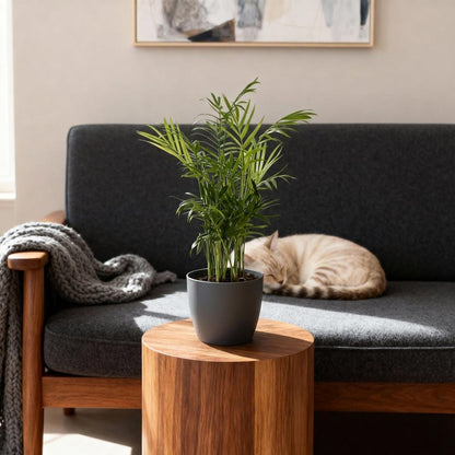 Green boutiQ - Kamerplant - Chamaedorea elegans - Goudpalm - Huisdiervriendelijke Plant - Groen - 4 Planten - met Potter Grijs - Pot 12cm - Hoogte 15cm