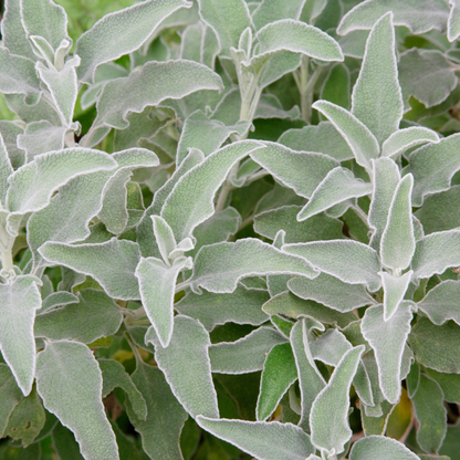 Stachys byzantina - Ezelsoren
