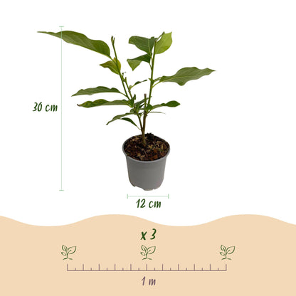 Magnolia 'George Henry Kern' - Magnolia - hoogte 30cm