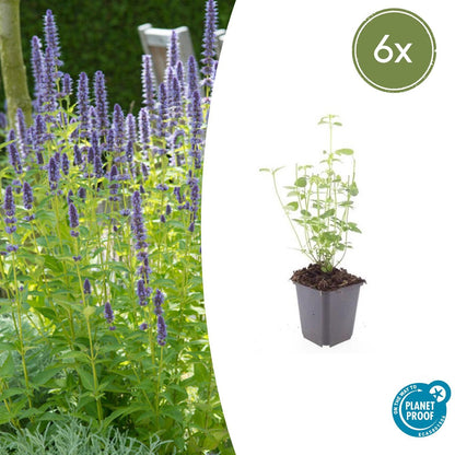 Agastache 'Black Adder' - Dropplant