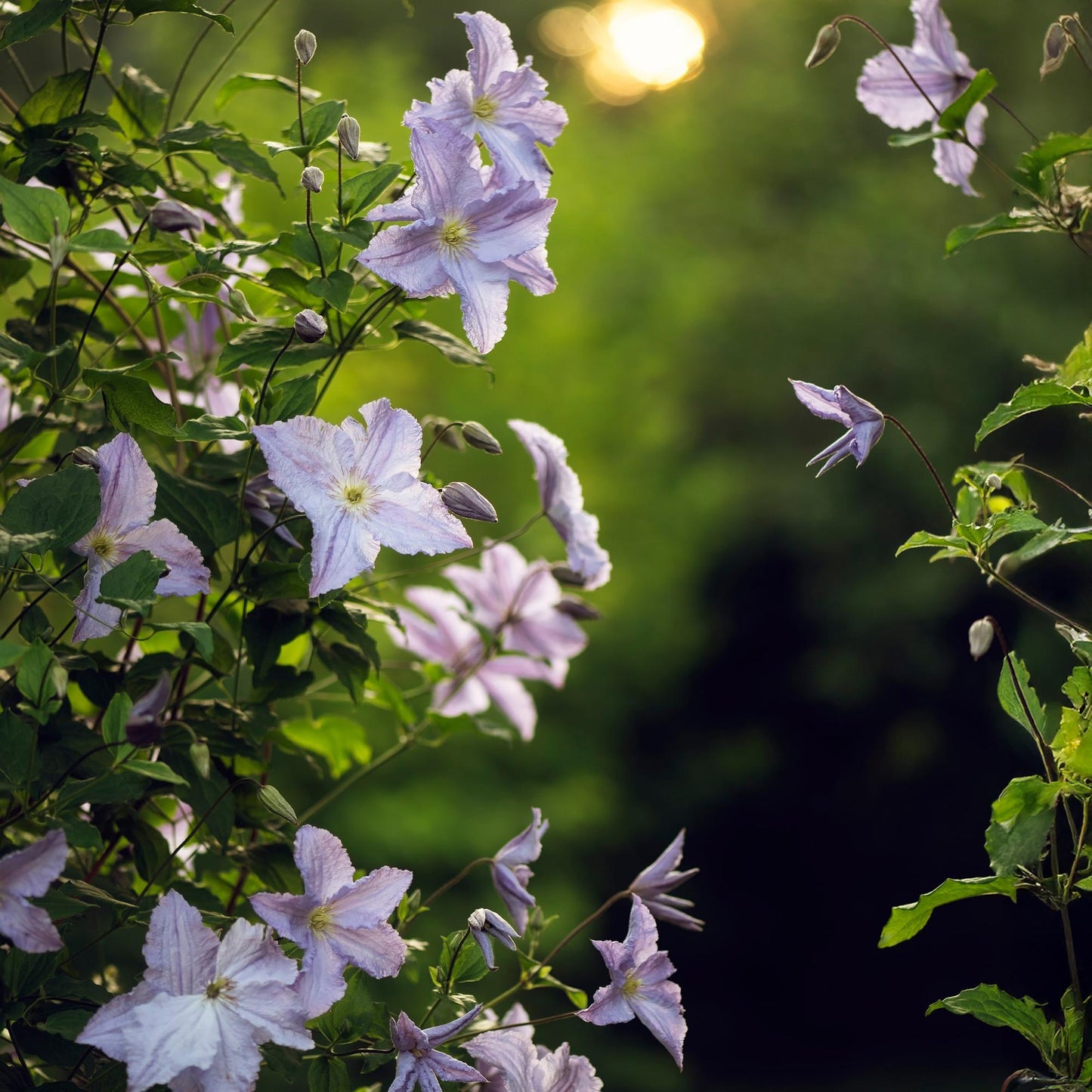 Clematis 'Blue Angel' - Clematis - 2 planten - Pot 11cm - Hoogte 40cm
