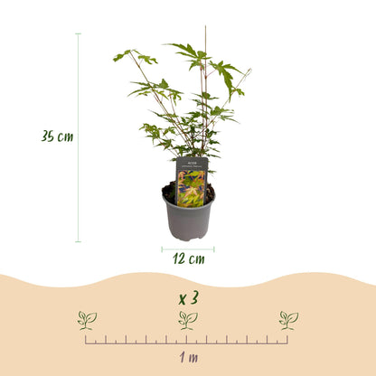 Acer palmatum 'Sangokaku' - Japanse Esdoorn - hoogte 35cm