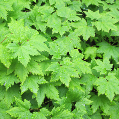 Tiarella cordifolia - Perzische muts
