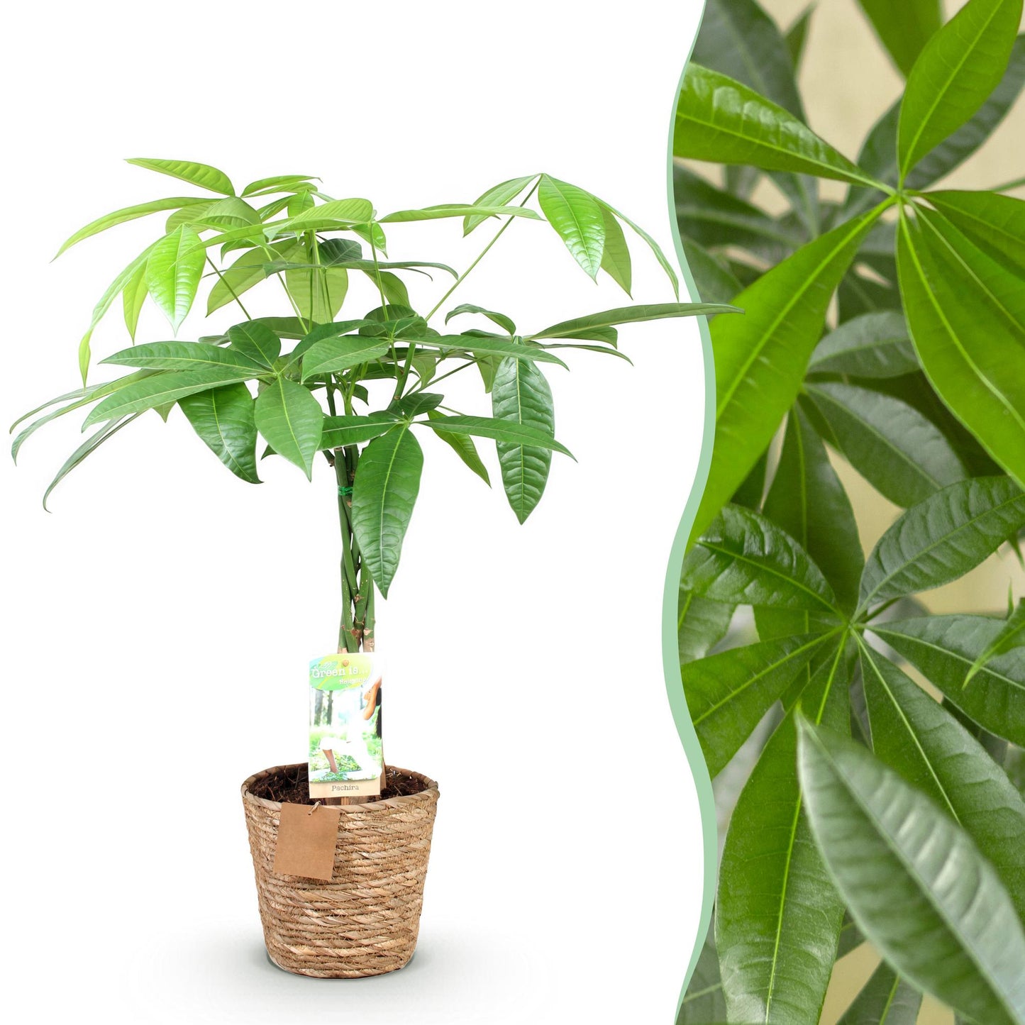 Pachira Aquatica gevlochten stam - Geldboom - incl. mand - 1 plant - pot 17cm - hoogte 60-70cm