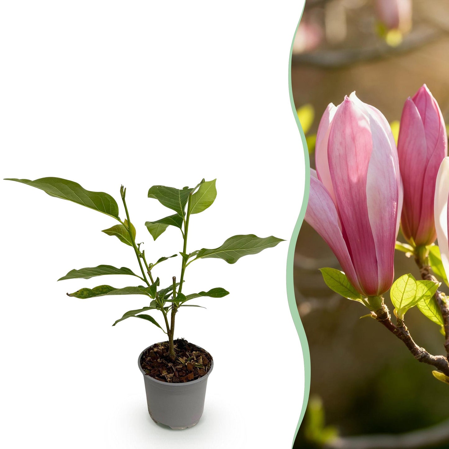 Magnolia 'Ricki' - Magnolia - hoogte 30cm