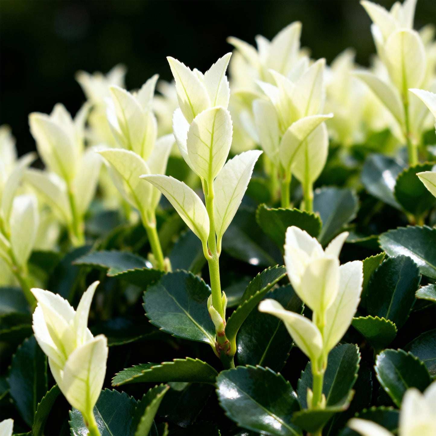Euonymus japonica 'Paloma Blanca' - Kardinaalsmuts - hoogte 30-35cm