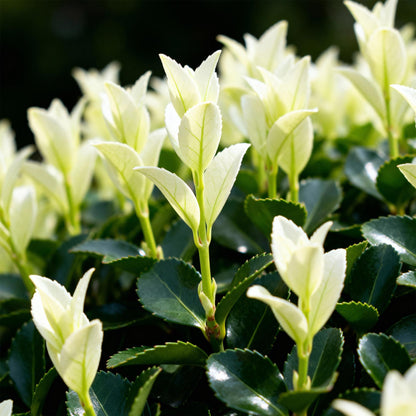 Euonymus japonica 'Paloma Blanca' - Kardinaalsmuts - hoogte 30-35cm