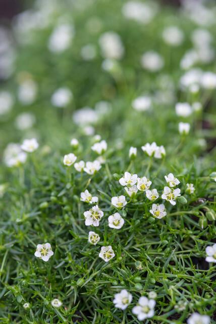 Sagina subulata - Vetmuur