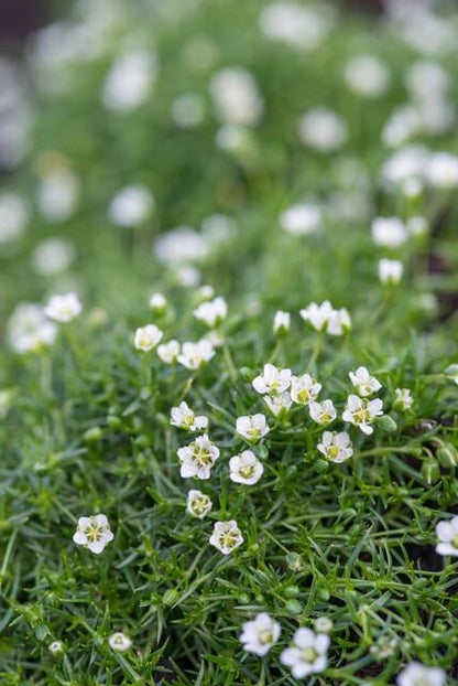 Sagina subulata - Vetmuur