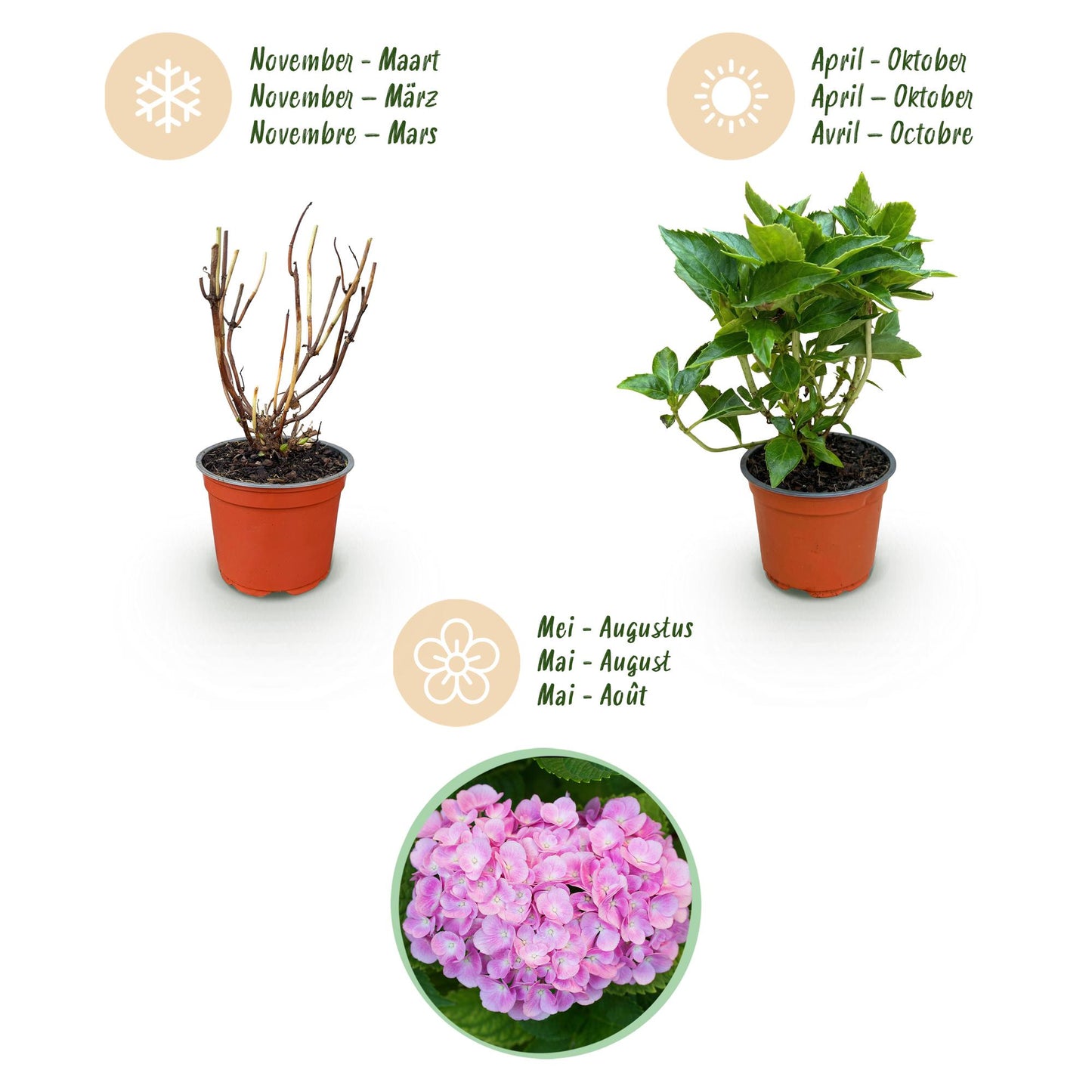 Green boutiQ - Tuinplant - Hydrangea macrophylla Tricolour - Hortensia - Winterhard - Roze-Blauw-Wit - 3 Planten - Pot 12cm - Hoogte Hoogte 20-30cm