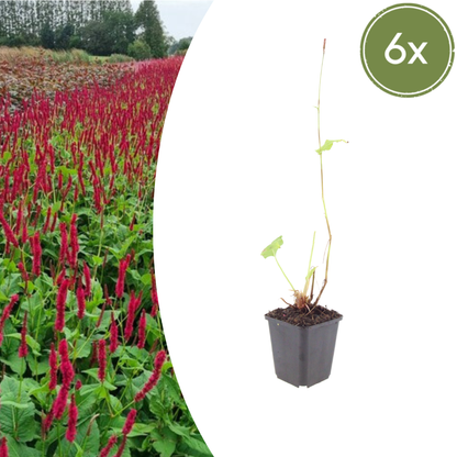 Persicaria amplixicaulis 'Blackfield' - Duizendknoop