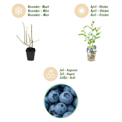 Vaccinium corymbossum 'Goldtraube' - Blauwe bes - 6 planten - Pot 9cm