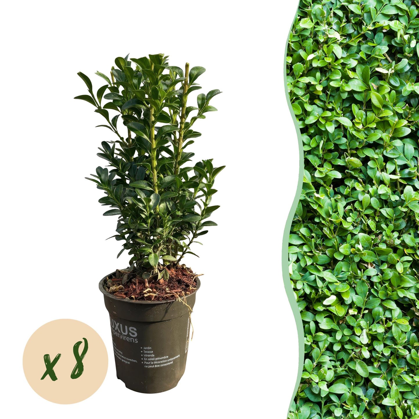 Buxus sempervirens - Palmboompje - hoogte 20-25cm