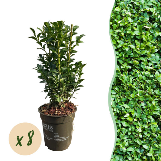 Buxus sempervirens - Palmboompje - hoogte 20-25cm