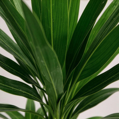 Yucca elephantipes - Palmlelie - pot 21cm - hoogte 100cm