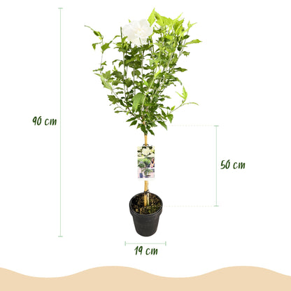 Hibiscus syriacus 'White Chiffon®' op stam - Altheastruik - hoogte 90cm