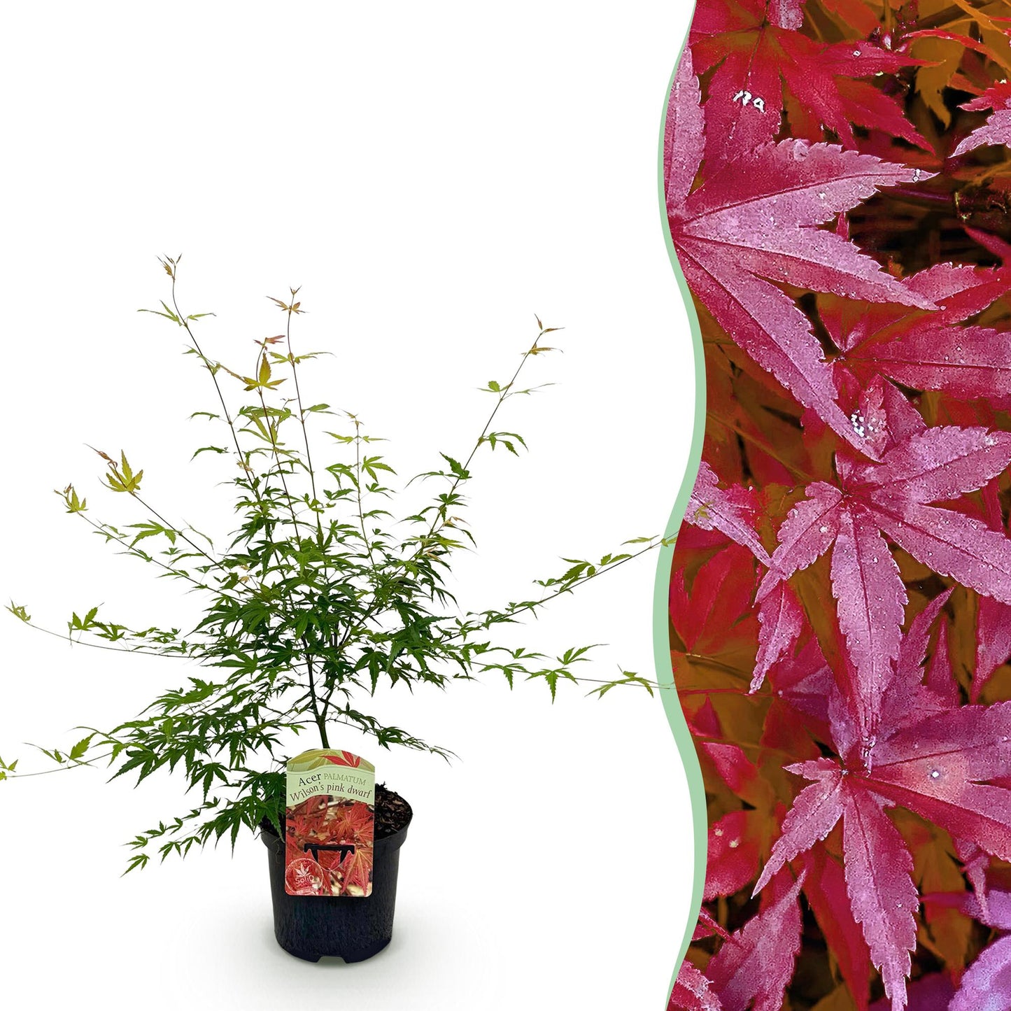 Acer palmatum 'Pink Dwarf' - Japanse Esdoorn - hoogte 70cm