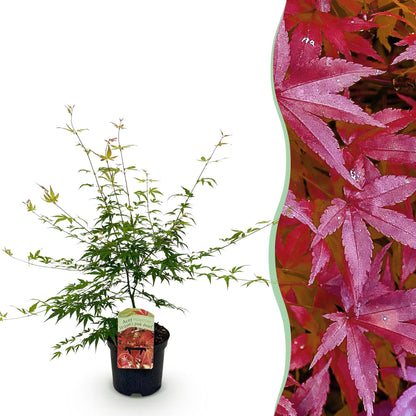 Acer palmatum 'Pink Dwarf' - Japanse Esdoorn - hoogte 70cm