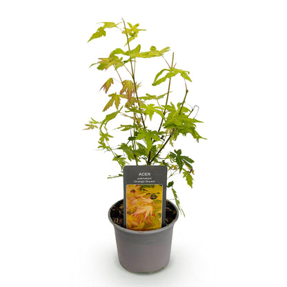 Acer palmatum 'Orange Dream' - Japanse Esdoorn - hoogte 35cm