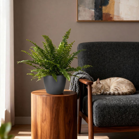 Green boutiQ - Kamerplant - Nephrolepsis exaltata Green Lady - Varen - Huisdiervriendelijke Plant - Groen - 2 Planten - met Potter Grijs - Pot 12cm - Hoogte 25cm