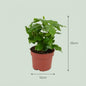4x Coffea Arabica Koffieplant - Ø 12 cm - Hoogte: 25 cm