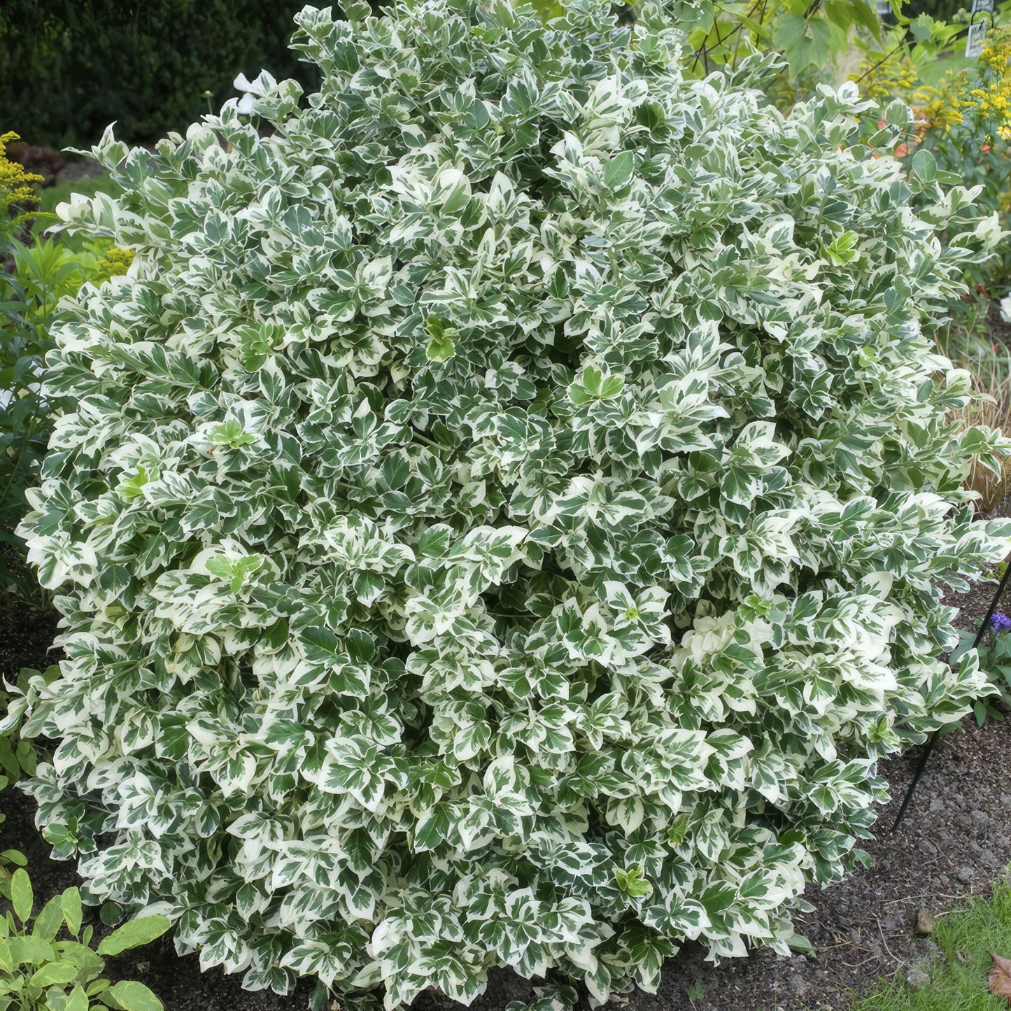 Euonymus fort. 'Emerald Gaiety' - Kardinaalshoed