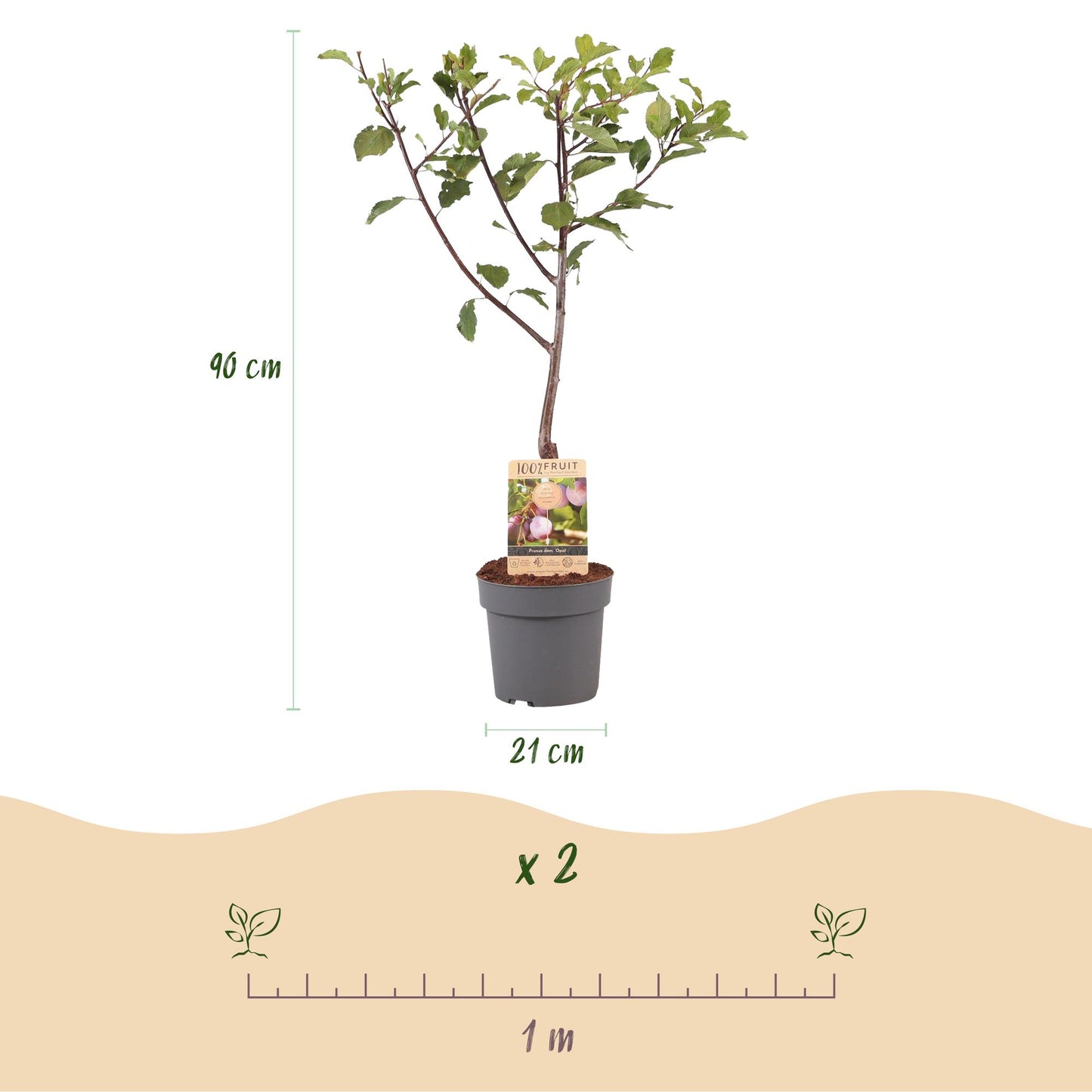 Prunus domestica 'Opal - Pruimenboom - 1 plant - Pot 21cm - Hoogte 90cm
