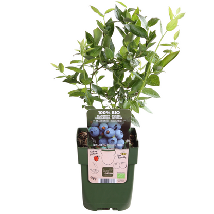 Biologische bosbessenplanten - 3 planten - Ø 13 cm - ↨ 20 cm