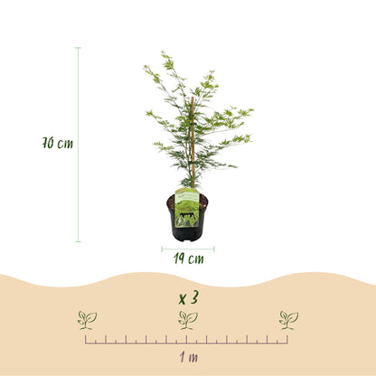 Green boutiQ - Terrasplant - Japanse Esdoorn - Acer palmatum Emerald Lace - Groen - 2 Planten - Bladverliezend - Pot 19cm Hoogte 70cm