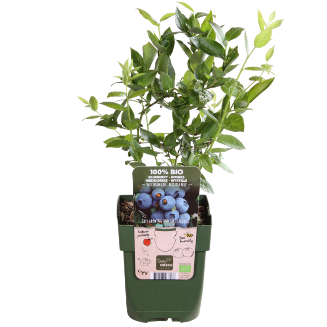 Biologische bosbessenplanten - 6 planten - Ø 13 cm - ↨ 20 cm