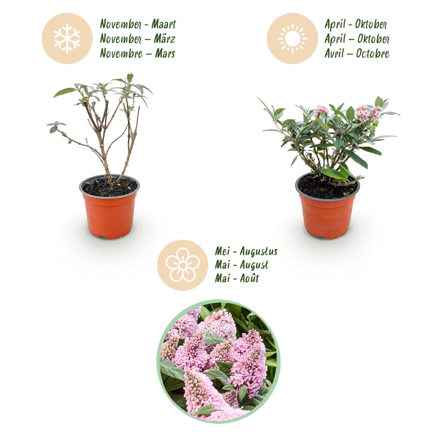 Buddleja davidii 'Butterfly Candy Little Pink' - Vlinderstruik - hoogte 20-25cm