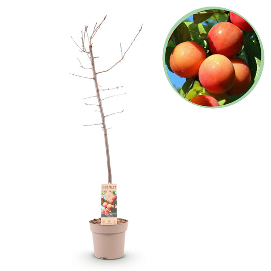 Prunus domestica 'Victoria' - Pruimenboom - 1 plant - Pot 21cm - Hoogte 90cm