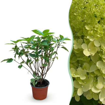 Hydrangea panniculata 'Limelight' - Pluimhortensia - hoogte 20-30cm