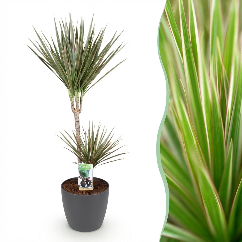 Dracaena Marginata Bicolor - Drakenbloedboom - incl. pot grijs - pot 21cm - hoogte 90-100cm