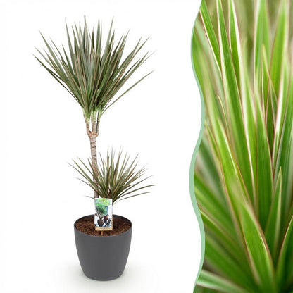 Dracaena Marginata Bicolor - Drakenbloedboom - incl. pot grijs - pot 21cm - hoogte 90-100cm