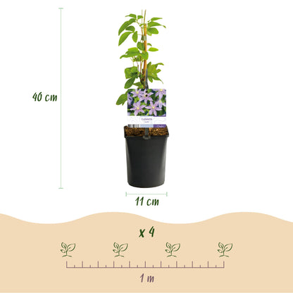 Clematis 'Justa' - Clematis - 2 planten - Pot 11cm - Hoogte 40cm