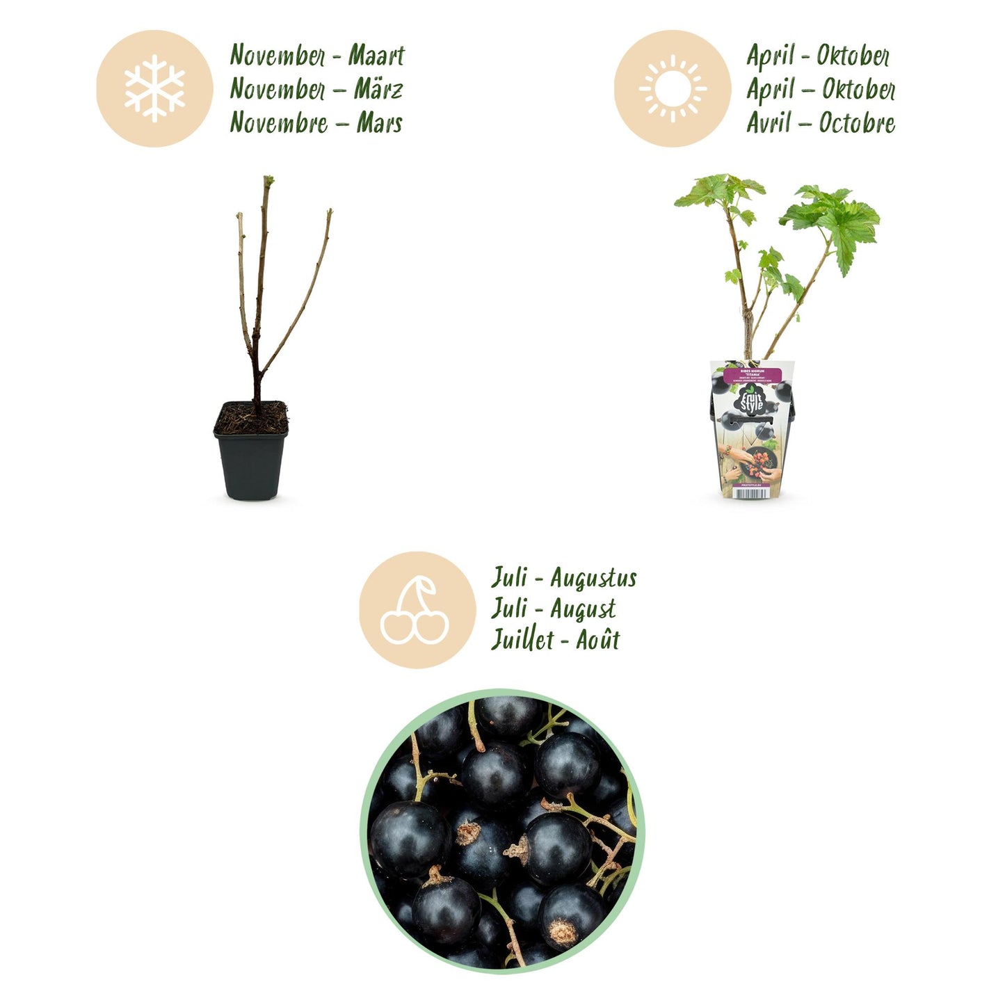Ribes nigrum 'Titania' - Zwarte bes - 3 planten - Pot 9cm