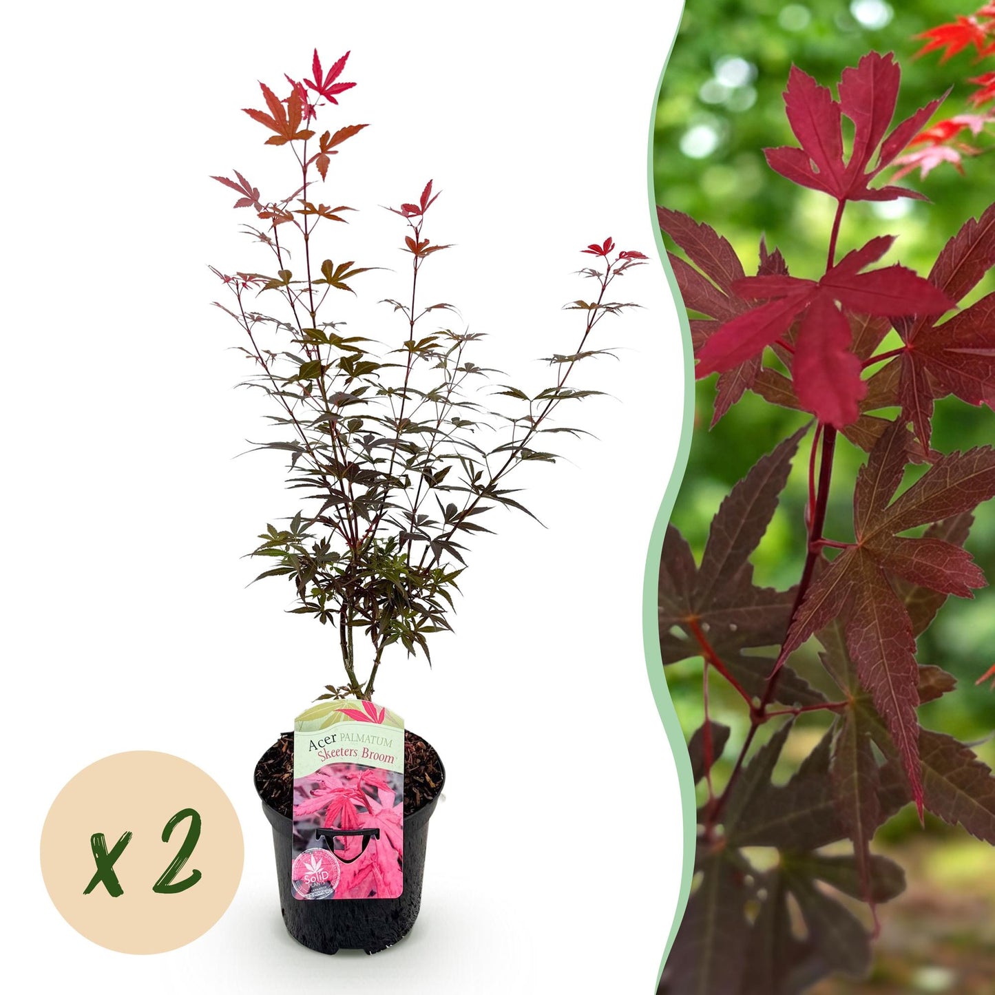 Green boutiQ - Terrasplant - Japanse Esdoorn - Acer palmatum Skeetsers Broom - Paars - 2 Planten - Bladverliezend - Pot 19cm Hoogte 70cm