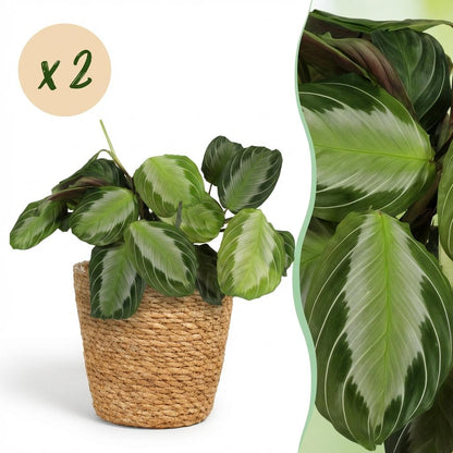 Green boutiQ - Kamerplant - Maranta Fascinator Silverband - Gebedsplant - Huisdiervriendelijke Plant - Groen - 2 Planten - met Mand - Pot 12cm - Hoogte 25cm