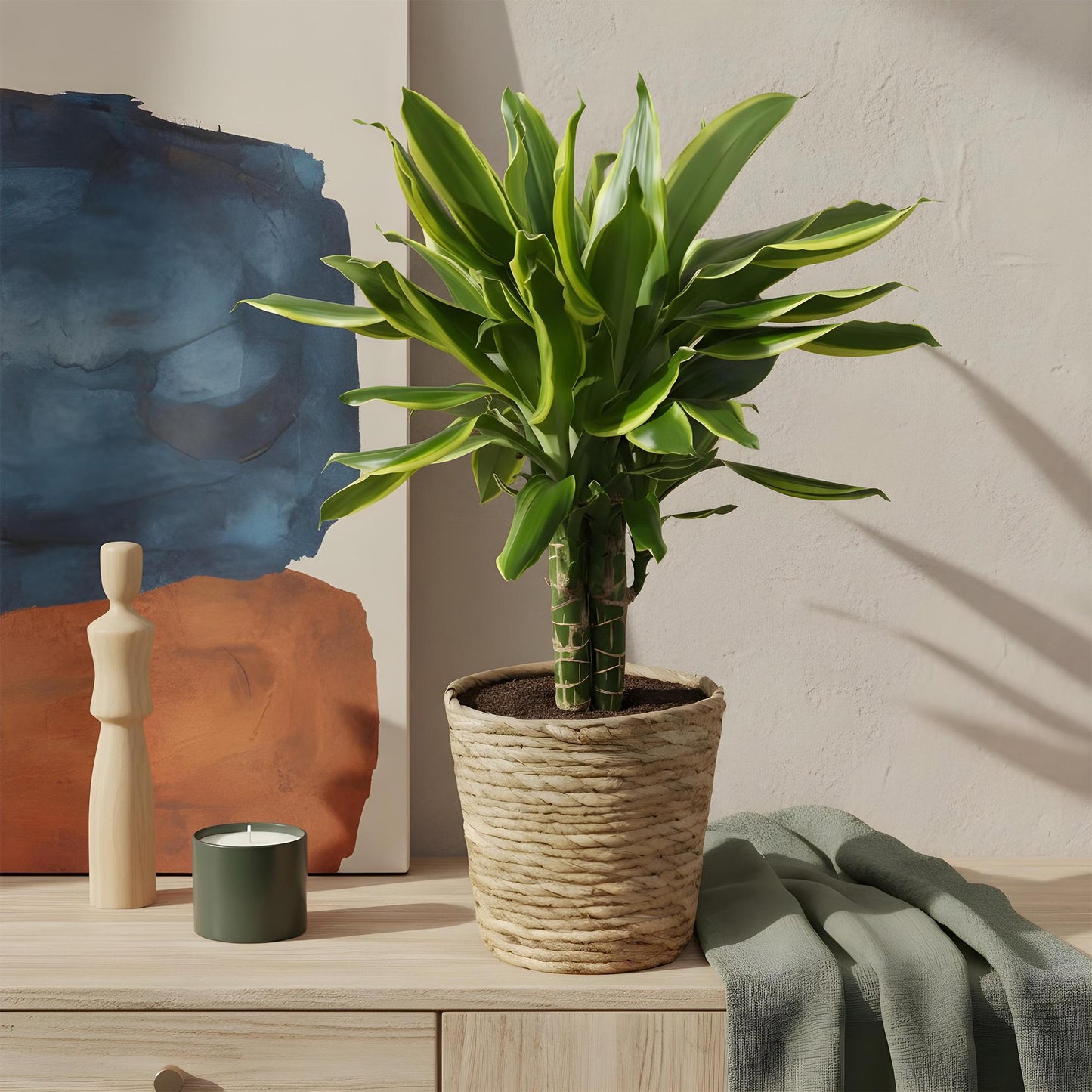 Green BoutiQ - Green is... Kamerplanten - Dracaena fragrans Golden Coast - Drakenbloedboom - Weinig onderhoud - met mand - Groen - 2 Planten - Pot 17cm - Hoogte 50-55cm
