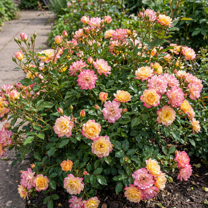 Green boutiQ - Tuin Roos - Rosa Tricolor Fairy - Roos - Winterhard - Geel-Roze - 3 Planten - Pot 12cm - Hoogte Hoogte 20-25cm