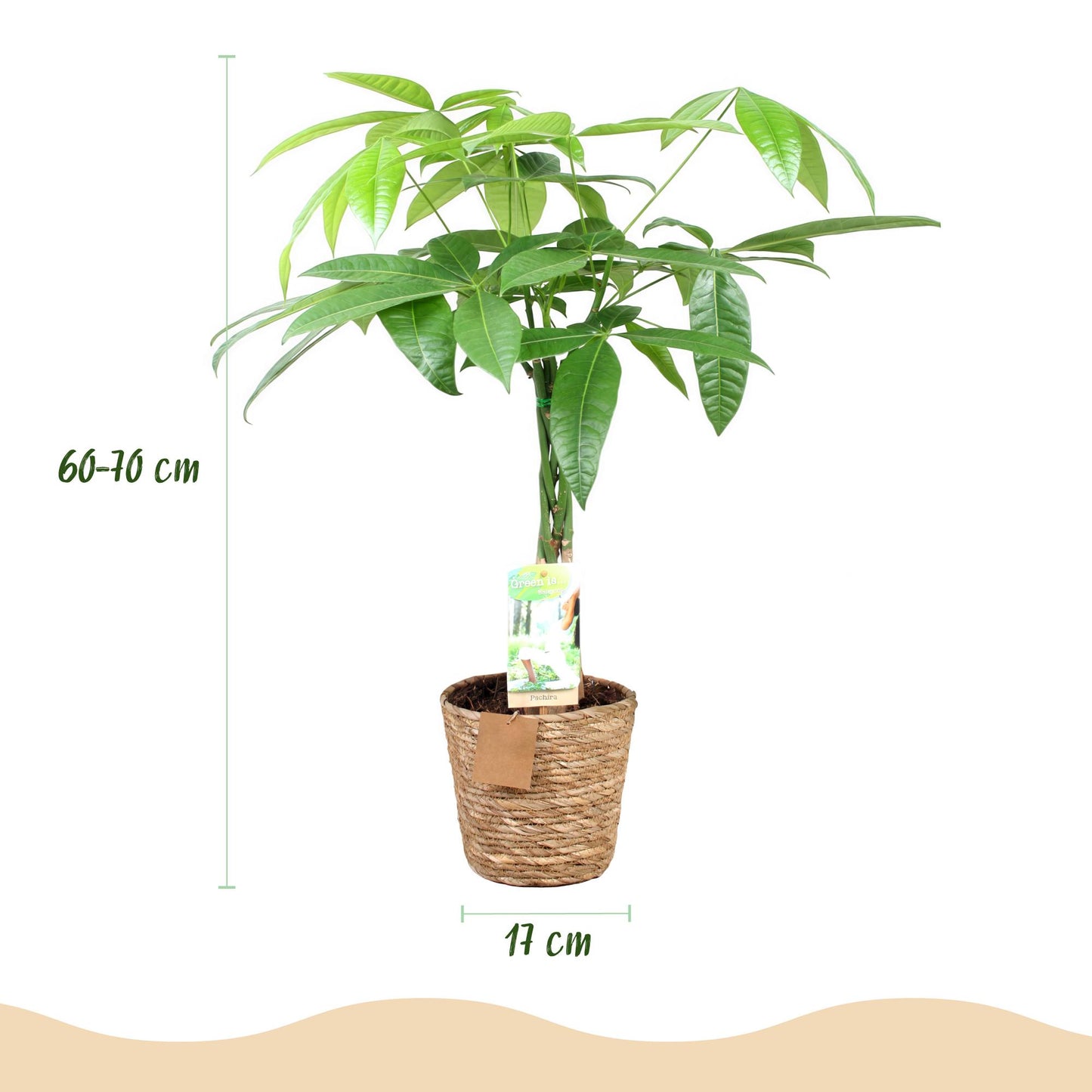Pachira Aquatica gevlochten stam - Geldboom - incl. mand - 1 plant - pot 17cm - hoogte 60-70cm