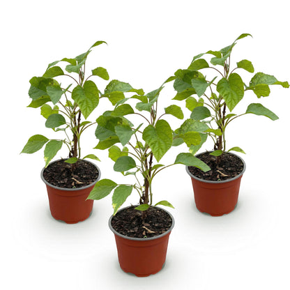 Hydrangea arborescens 'Annabelle' - Sneeuwbalhortensia - Winterhard - Wit - 3 Planten - Pot 12cm - Hoogte Hoogte 20-30cm