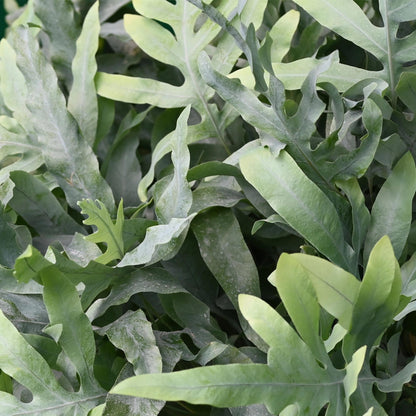 Green boutiQ - Kamerplant - Phlebodium aureum Blue Star - Blauwe Varen - Huisdiervriendelijk - Blauw - 4 Planten - Pot 12cm - Hoogte 25-30cm