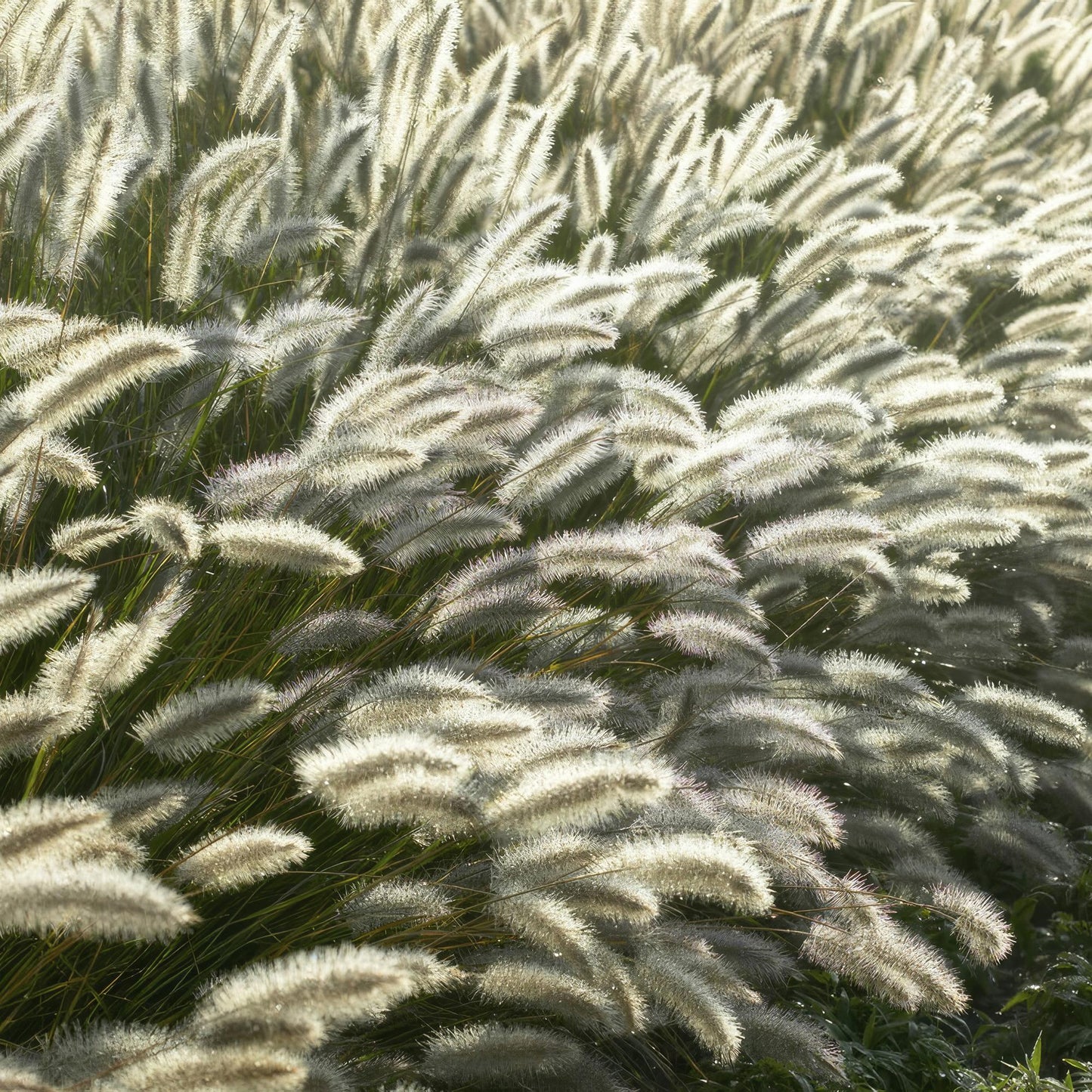 Pennisetum alopecuroides 'Hameln' - Lampenpoetsergras