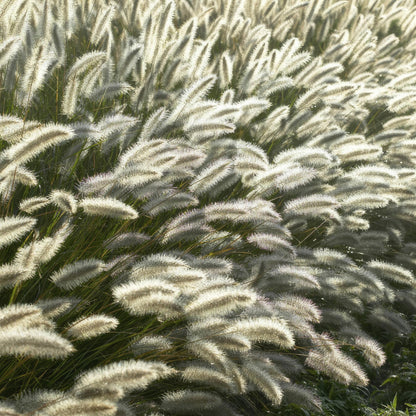 Pennisetum alopecuroides 'Hameln' - Lampenpoetsergras