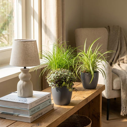 Green boutiQ - Kamerplant - Cyperus - Calissia - Chlorophytum - Mix van 3 - Huisdiervriendelijke Planten - Groen - 3 Planten - met Potter Grijs - Pot 12cm - Hoogte 20cm