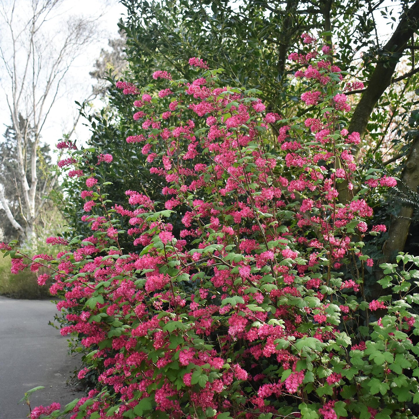 Ribes sanguineum 'Kind Edward' - Rode Ribes - hoogte 45cm